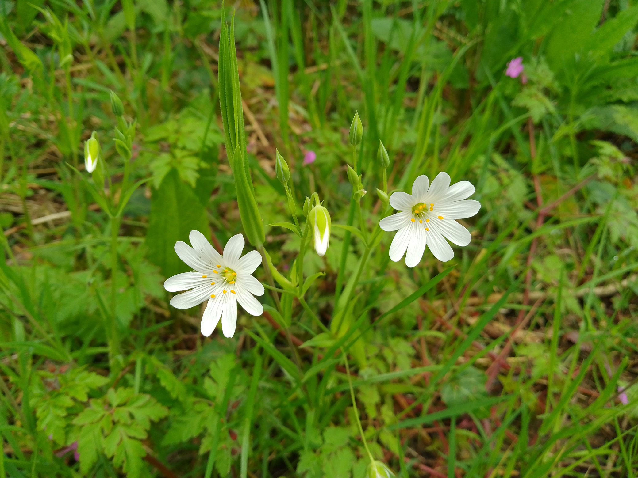 Flowers