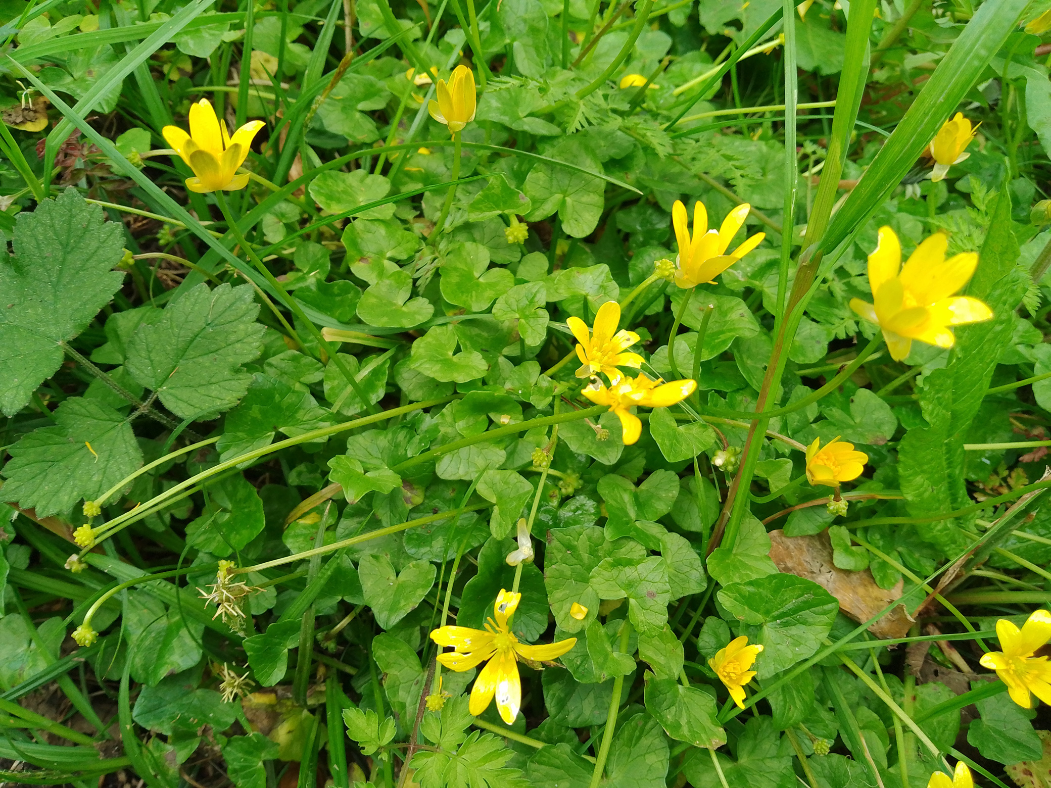 Flowers