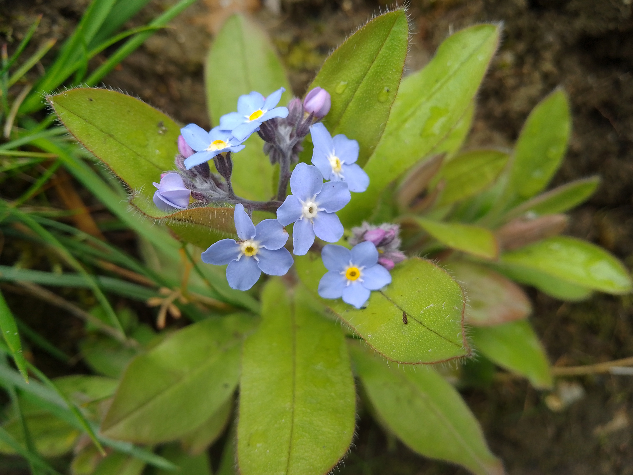 Flowers