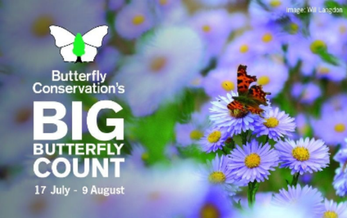 Butterfly Campaign