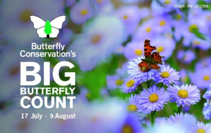 Butterfly Campaign
