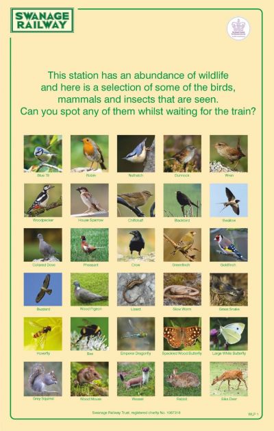Wildlife