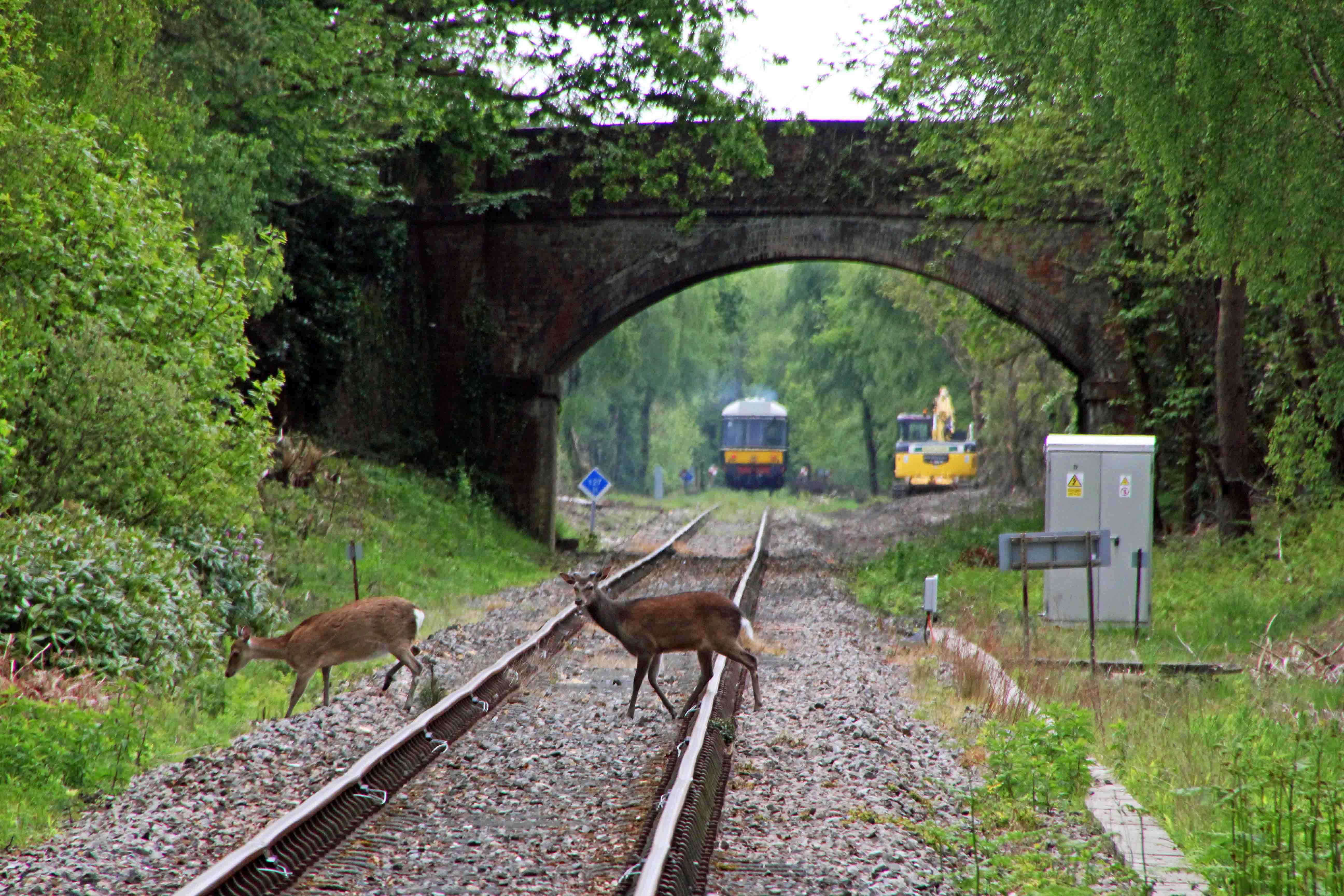 Deer at Holme Lane