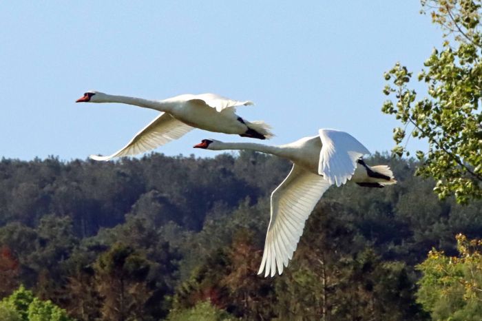 Swans