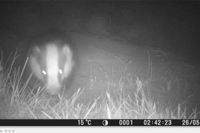 Badger at Norden