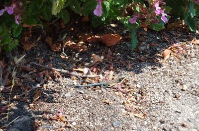 Alex Willatt, Deputy Passenger Services Manager at Swanage Railway, spotted this Common Lizard enjoying the sun on the platform at Norden Station this week