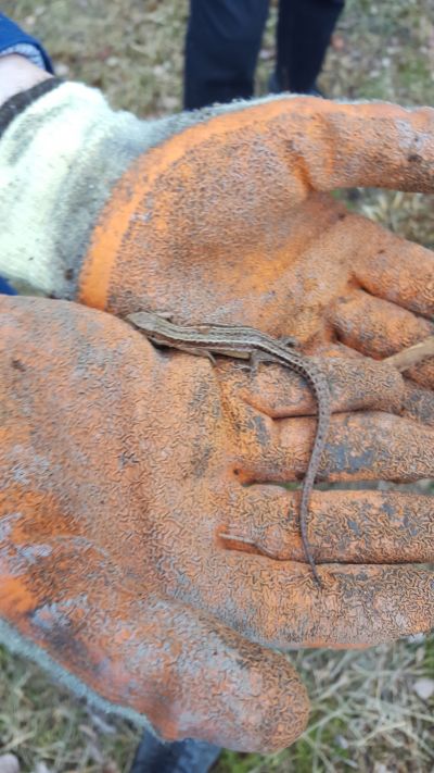 Nigel Cox has sent us this photo of a Common Lizard who was out and about at the Purbeck Mining Museum on 24th February