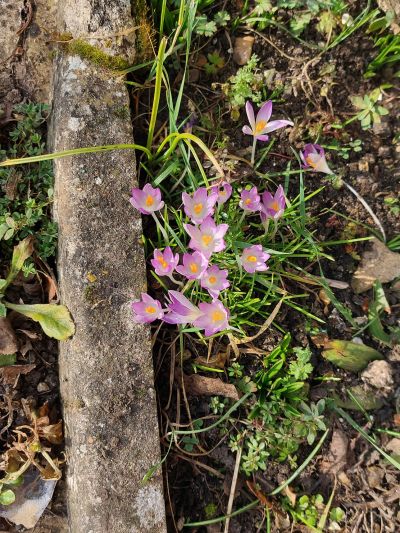 Spring at the Swanage Railway