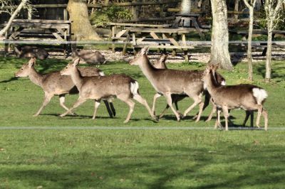 Peter Milford took this photo of the deer next to the line between Norden Heath and Furzebrook while he was on the last up Swanage – Wareham service at 16.55 on 4th April 2023
