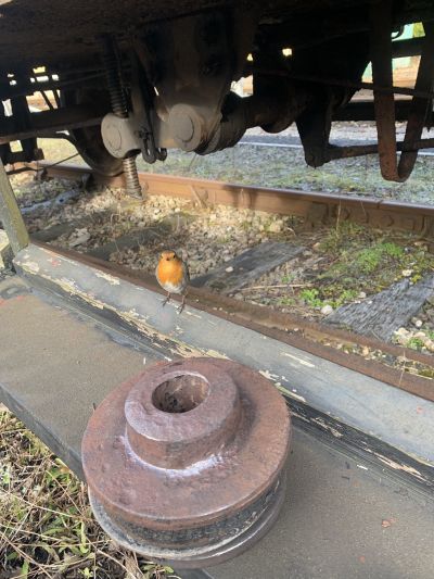 Charles Rogers has sent us this photograph and video of the Robin that provided musical accompaniment while he was replaced a Spring Hanger on the brake van at Swanage Railway