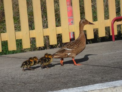 Derek Pattenson has sent us this photo of a Mallard leading her ducklings along the platform at Norden. How many ducklings will she parade at Norden this year?