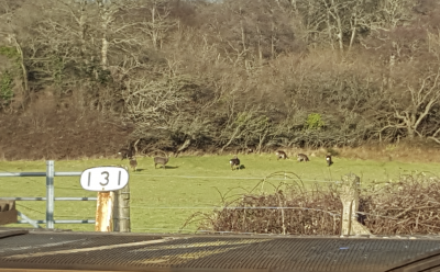 On 6th February, Nigel Cox took this photograph of Sika deer (a stag and seven hinds) near the pedestrian crossing over the railway just north of the National Trust car park between Norden and Corfe Castle. The woods in the background are the Blackwater