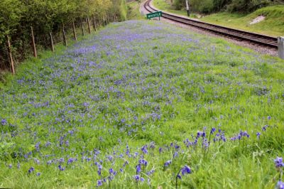 Norden Bluebells