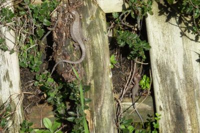 Lizards at Norden