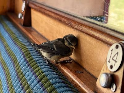 Rachel Wallace (flying duck media) has sent us these pictures of a Blue Tit that flew into the carriage she was travelled in on the Swanage Railway. The bird got confused so Rachel helped it back outside through an open window.