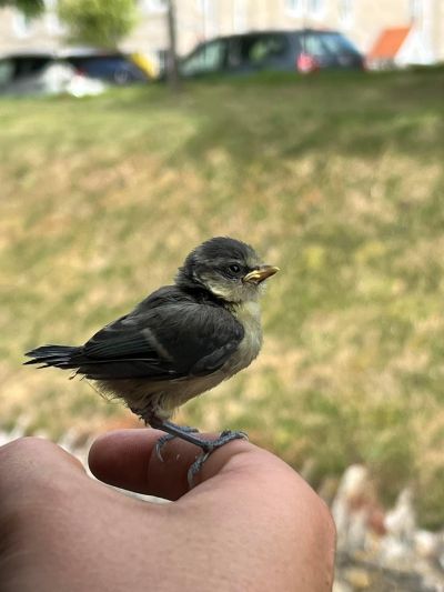 Rachel Wallace (flying duck media) has sent us these pictures of a Blue Tit that flew into the carriage she was travelled in on the Swanage Railway. The bird got confused so Rachel helped it back outside through an open window.