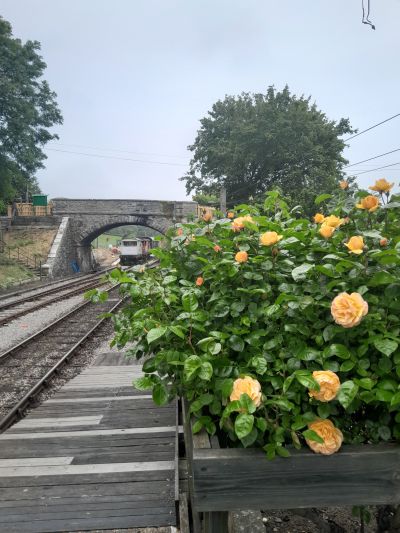 Roses at Harmans Cross