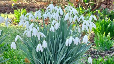 Spring at the Swanage Railway
