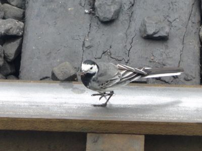 Tony Ellis has sent us this photograph of a Pied Wagtail checking out the line at Norden Station
