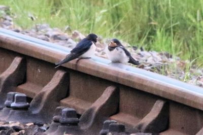 Peter Milford saw these two swallows resting on the rail near Norden getting a birds-eye view of the Strictly Bullied 2 gala in June 2024!